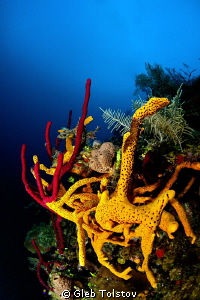Sponges by Gleb Tolstov 